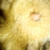 Dog Has a Bump on Its Head