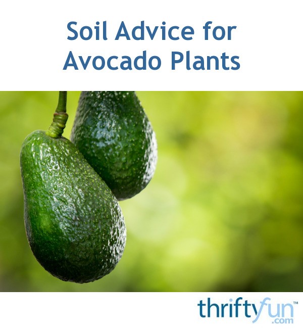Soil Advice for Avocado Plants ThriftyFun
