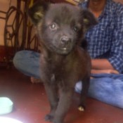 What Breed Is My Puppy? - black puppy