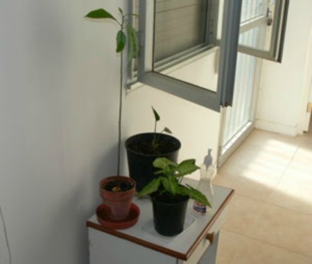 Avocado Plants in a Hot Climate