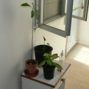 Avocado Plants in a Hot Climate