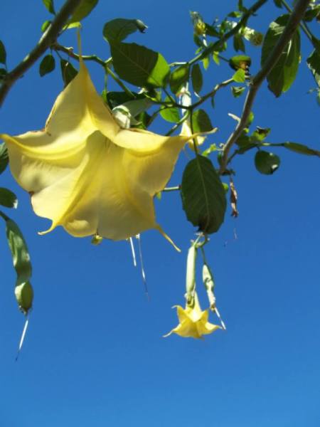 Angel's Trumpet - yellow trumpet blooms