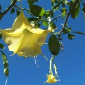 Angel's Trumpet - yellow trumpet blooms