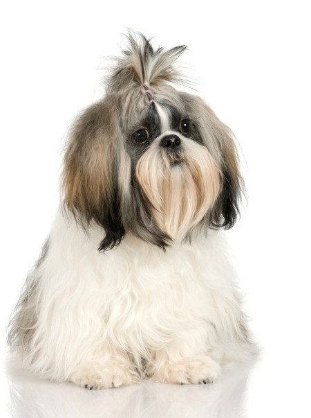 Photo of a well groomed shih tzu dog.