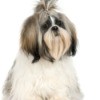 Shih Tzu Breed Information and Photos | ThriftyFun