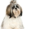 Photo of a well groomed shih tzu dog.