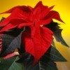 Close up of a poinsettia plant.