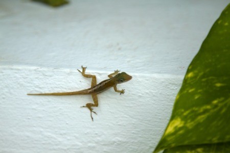 How to Keep Geckos Out of Your Lanai?