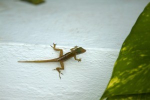 A lizard on a porch.