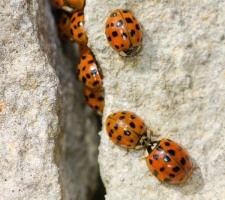 Asian lady bugs climbing up a wall.