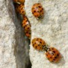 Asian lady bugs climbing up a wall.