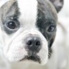 Photo of a French Bulldog's face close up.