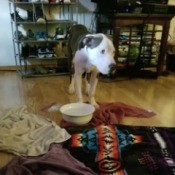 Caring for a Dog with Parvo