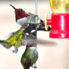Three hummingbirds crowded around a feeder.