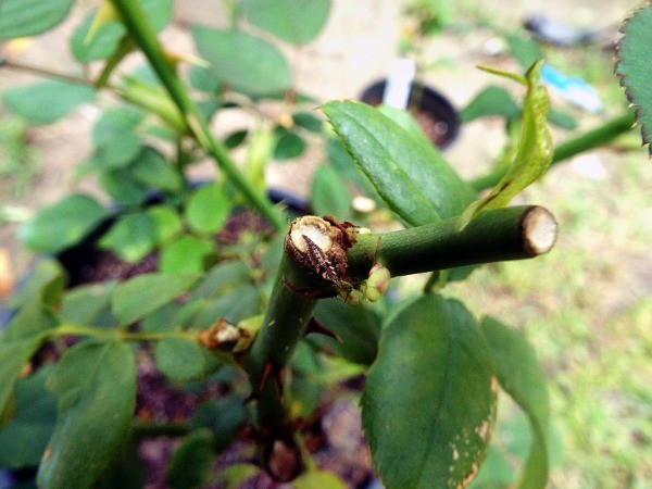 Know Your Beneficial Insects - pruned rose bush