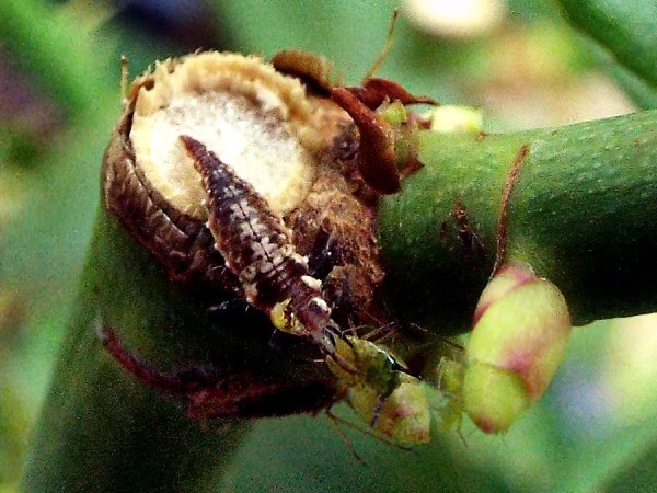 Know Your Beneficial Insects - lady bug larva