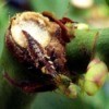 Know Your Beneficial Insects - lady bug larva