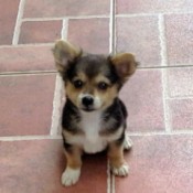 What Breed Is My Dog?