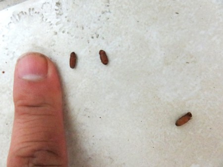 Strange eggs on a white surface.