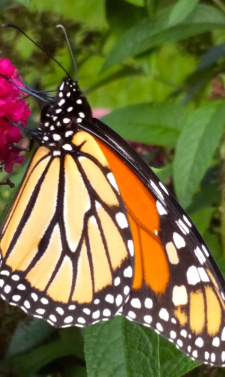 Busy Butterfly (Monarch Butterfly) - butterfly on flower