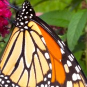 Busy Butterfly (Monarch Butterfly) - butterfly on flower