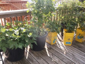 Use Kitty Litter Bins as Pots - kitty litter bins and plastic bucket planters