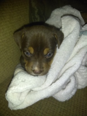 Is My Dog a Full Blood Pit Bull? - brown and tan puppy in a blanket