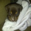 Is My Dog a Full Blood Pit Bull? - brown and tan puppy in a blanket