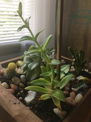 What Is This Houseplant? - succulent