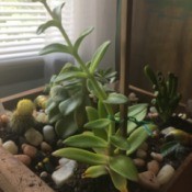 What Is This Houseplant? - succulent