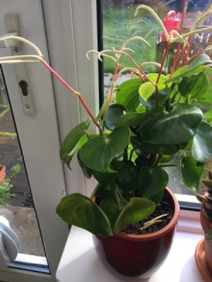 What Is This Houseplant? - heart shaped leaf houseplant