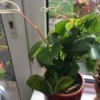 What Is This Houseplant? - heart shaped leaf houseplant
