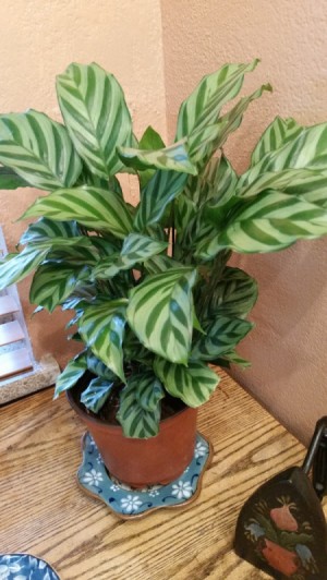 Identifying a Houseplant - plant with light and darker striped leaves
