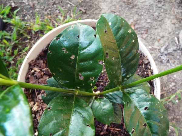 Hairnets To Protect Small Plants - gardenia with holes in the leaves