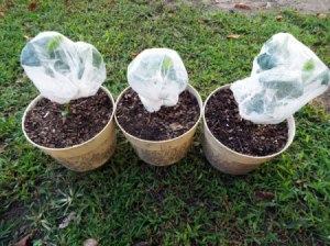 Hairnets To Protect Small Plants - plants covered with hair nets