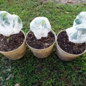 Hairnets To Protect Small Plants - plants covered with hair nets