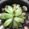 Caring for a Succulent