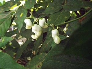 Corkscrew Vine Bloom Time - flowers beginning to bloom