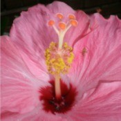 Cheerleader Hibiscus - pink flower with a deep red center and cheerleader stamen