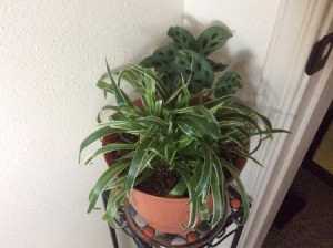 What Is This Houseplant?- plant with long grass like medium green leaves with lighter edges