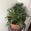 What Is This Houseplant?- plant with long grass like medium green leaves with lighter edges