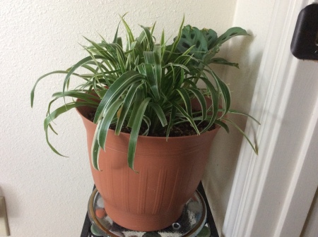 What Is This Houseplant?