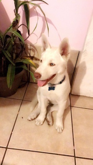 What Breed Is My Dog? - beautiful white puppy