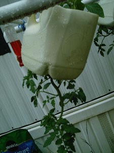 Tomatoes growing upside down in a recycled plastic milk jug.