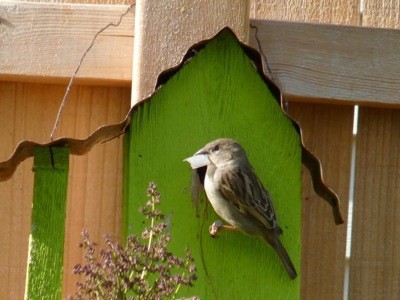 A sparrow at a green birdhouse outside.