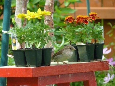 A sparrow between two sets of marigolds, ready to plant.