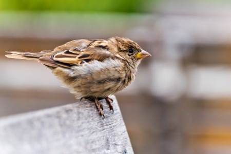 A perching sparrow.