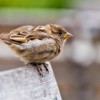 A perching sparrow.