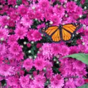 A monarch just released, on a pink flower bush.