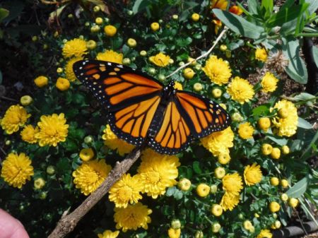 A monarch just released, on a yellow flower bush.